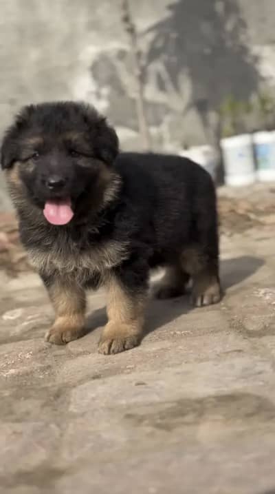 German Shepherd Puppies WhatsApp03201503610