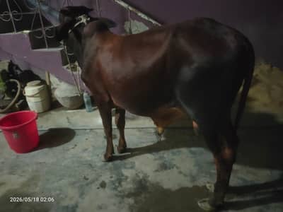 Cow for sale