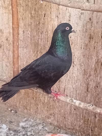 pure zakh male. for sale