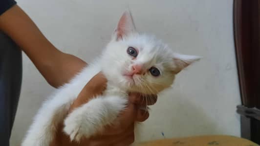 Cat fot dale