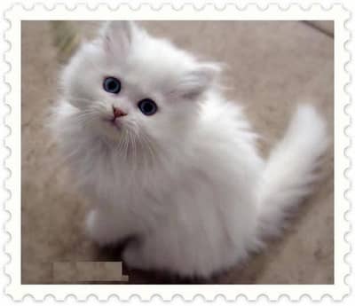 Persian Cat