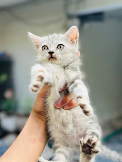 persian cat