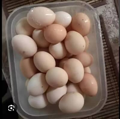 Desi Eggs For Sale