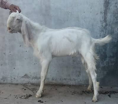 Beautiful Pair (Jorra) of Bakray for Sale