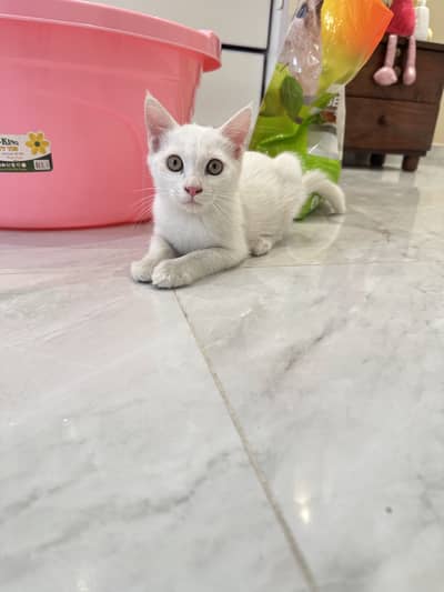 Persian White Kittens (1 male 1 female)