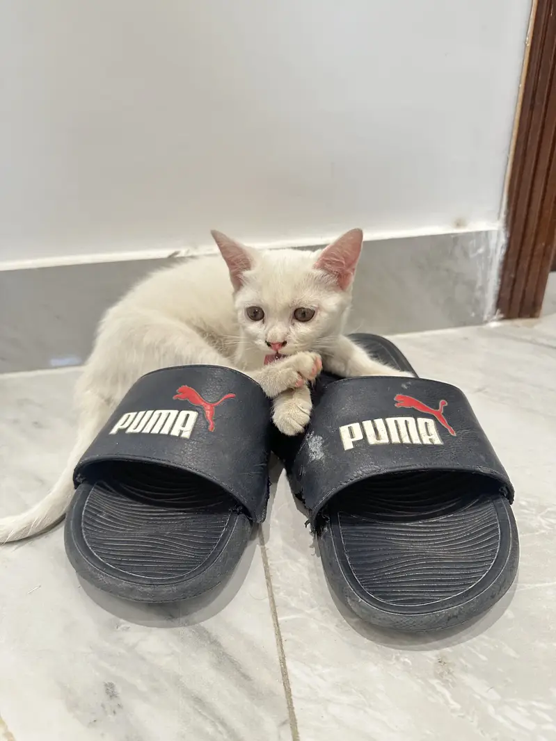 Persian White Kittens (1 male 1 female) — photo 2