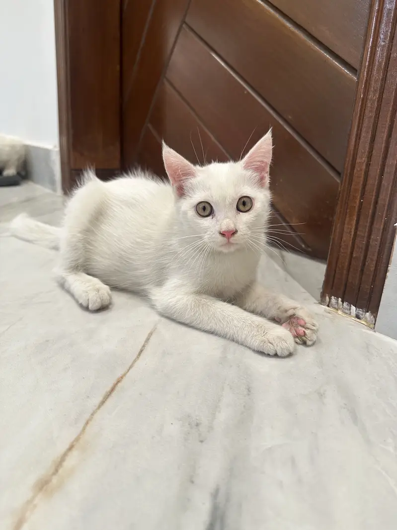 Persian White Kittens (1 male 1 female) — photo 3