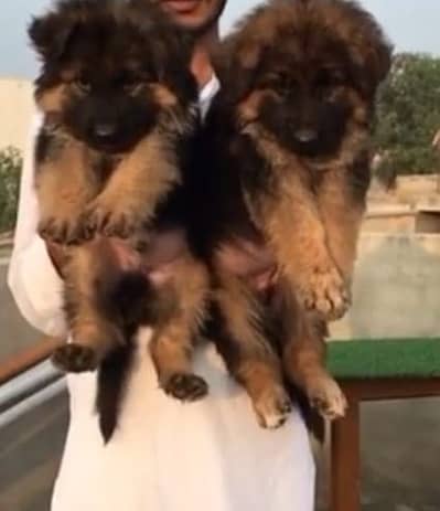 German Shepherd Puppies WhatsApp03201503610