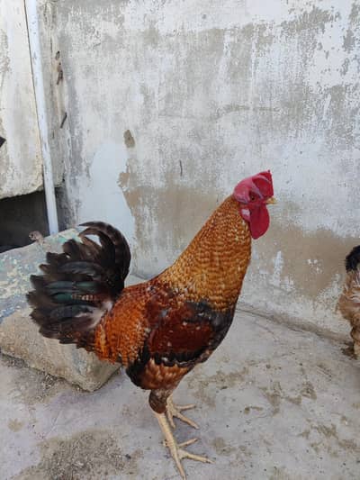 murga and murgi