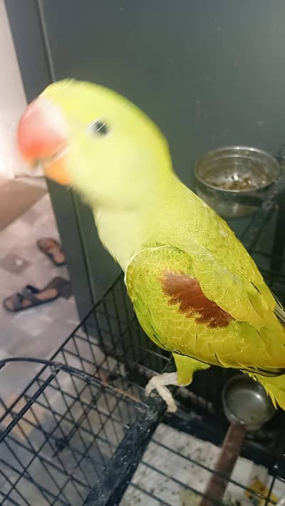 budgies and raw parrot patha for sale