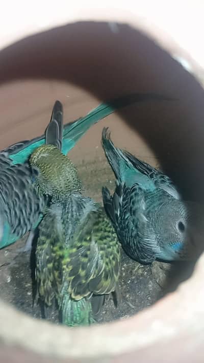 budgies finch and cages for sale