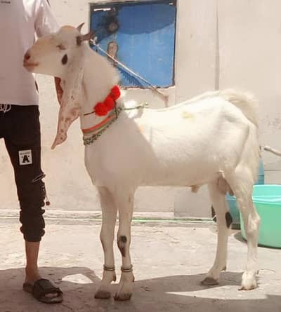 Doda bakra | sheep | Goat | Qurbani 2026
