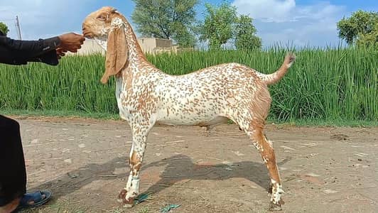 ORGANIC DESI GOAT FARM