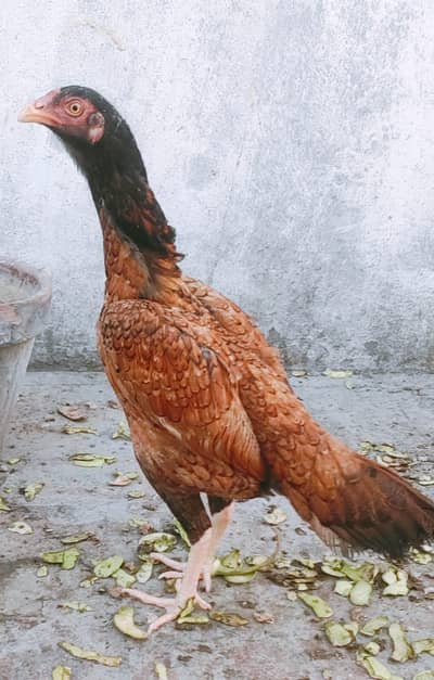 aseel hen