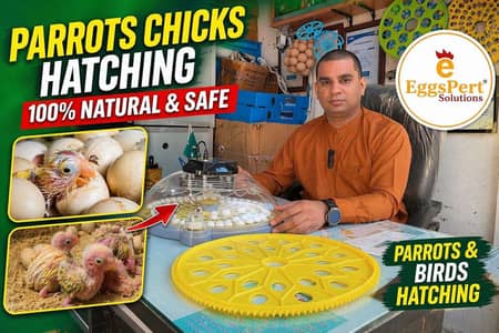 High Hatching Results Imported Incubators 06 to 5056 Eggs Capacity 599