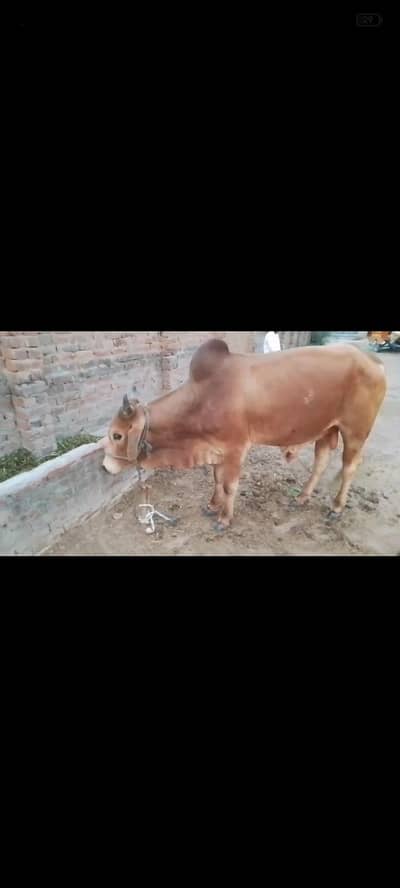 qurbani k lye