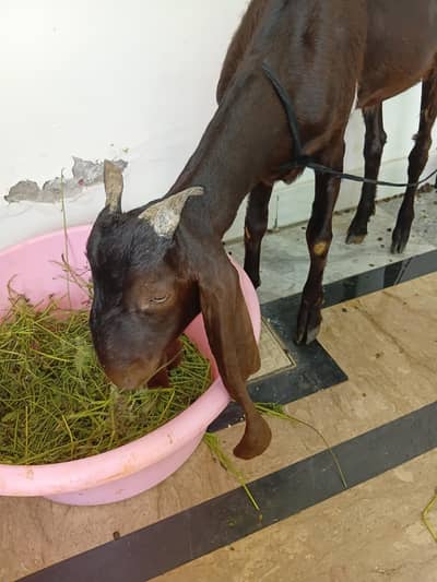 doonda bakra for sale