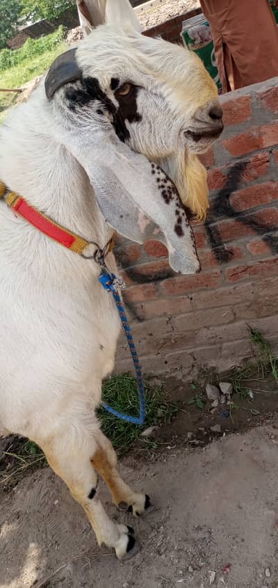 Ghar ka Pala Howa bakra