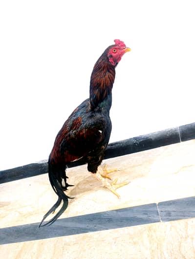 Mianwali Aseel | Mianwali Chicks  | Aseel Chicks | Mianwali | Hens