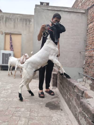 Bakra for Sale Ghar ka palla hua