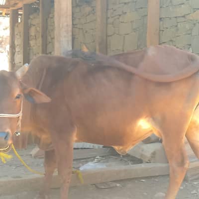Eid qurbani