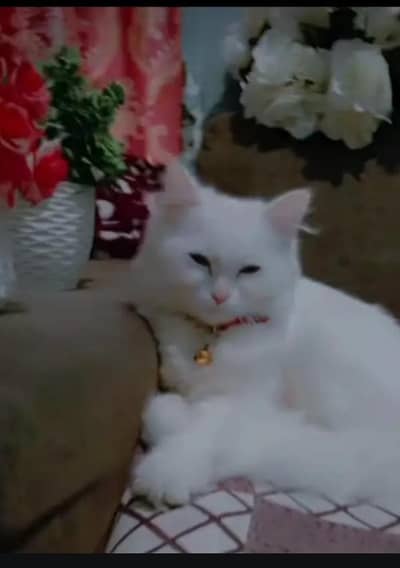 Persian cat for sale