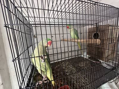 Alexandar raw parrot pair for sale Full healty pair with setup