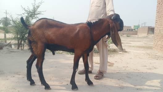 Nagara Bakra