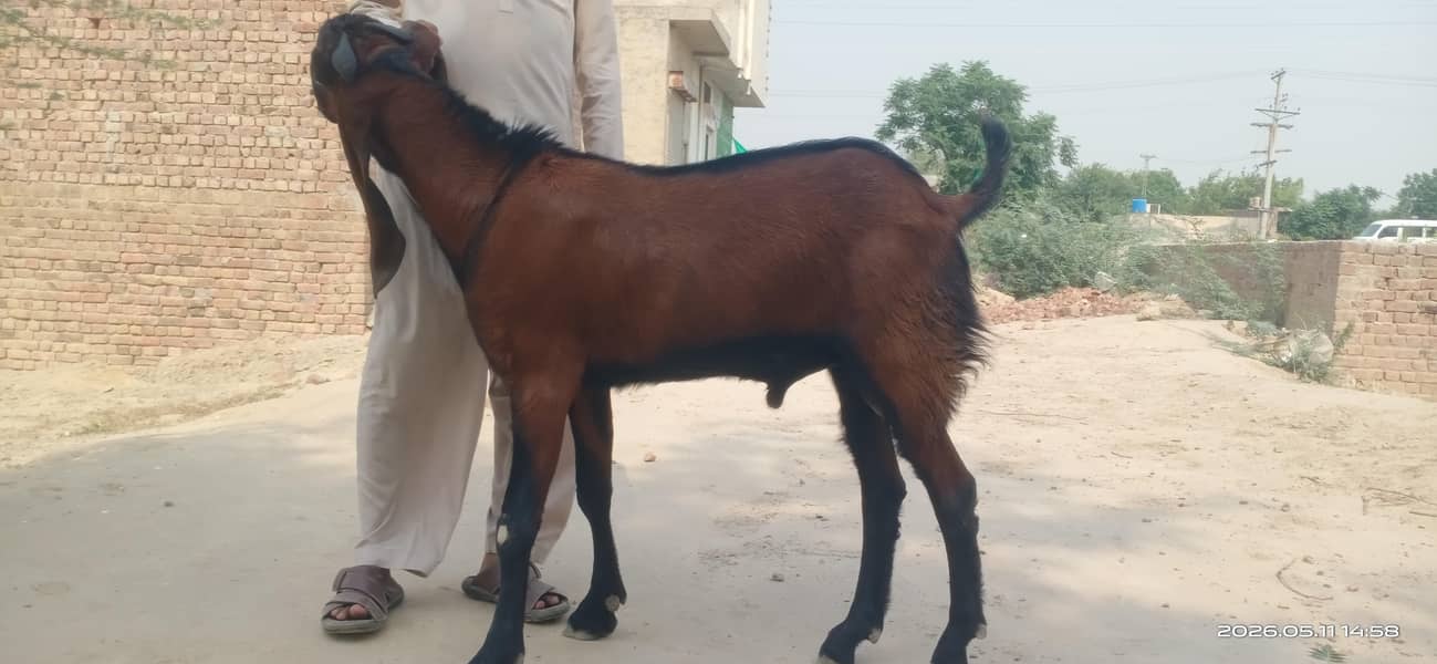 Nagara Bakra 1