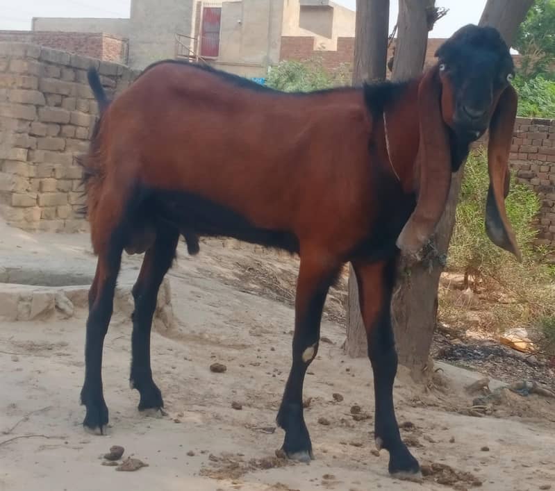 Nagara Bakra 2