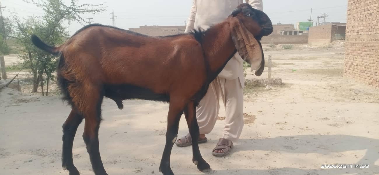 Nagara Bakra 3