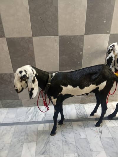 donda qurbani 2 danat