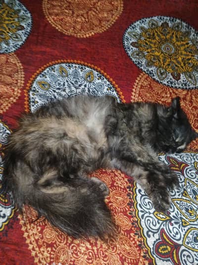 cat for sale