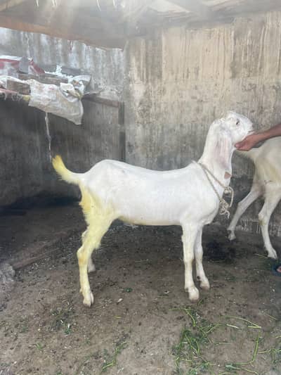 Aik teda heavy weight 1 desi 1 rajan puri