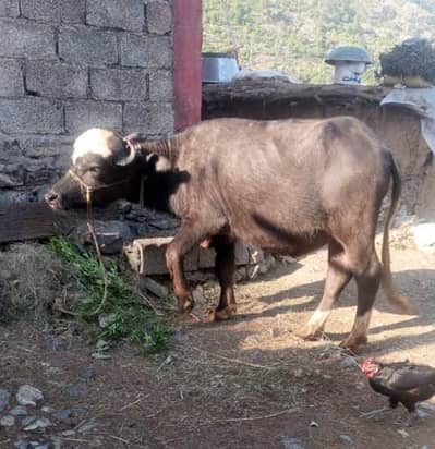 Bhainsa (Jhota) Home Breed