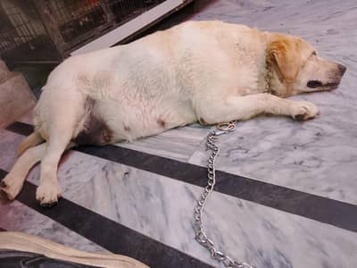 Labrador female dog- female dog