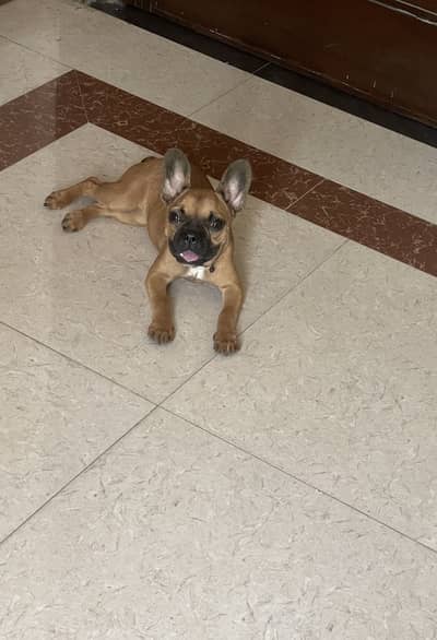 French bulldog female