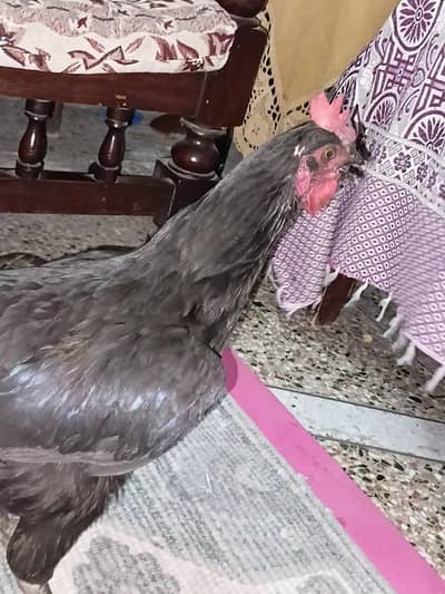 urgent sale fee murghi 2500