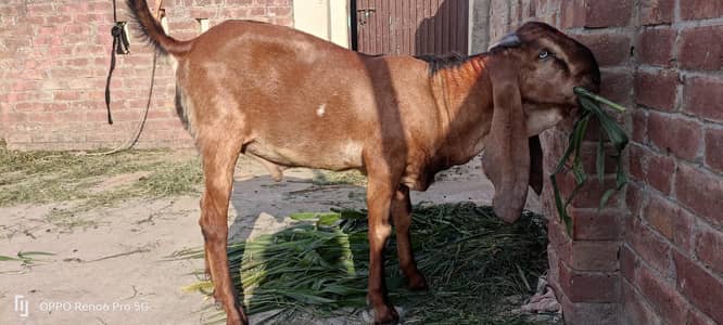 Beautiful Bakra for Sale
