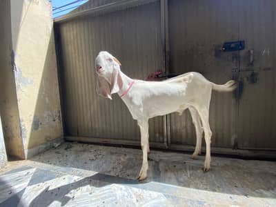 Rajanpori desi bakre jori