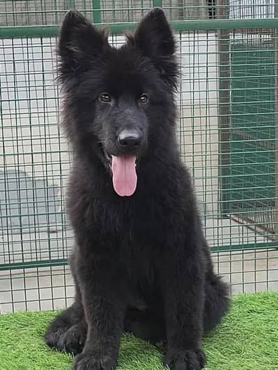 German Shepherd Puppies WhatsApp03201503610