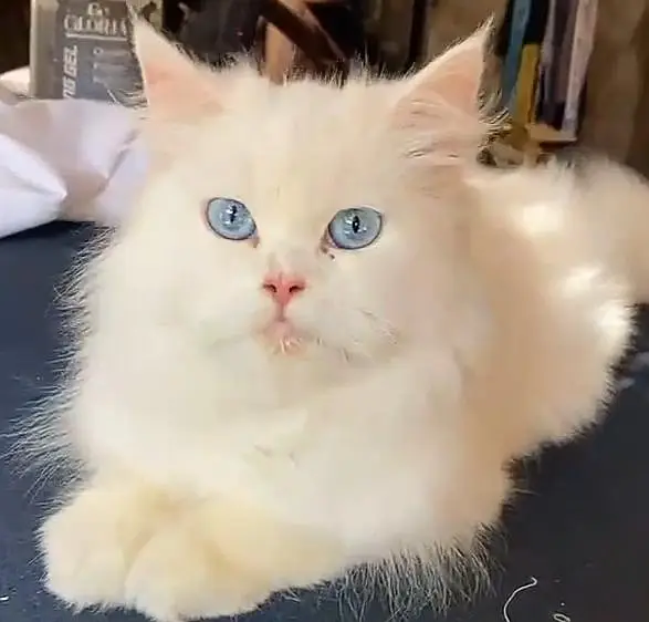 female cat  dark blue eyes