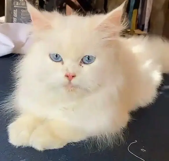 female cat  dark blue eyes — photo 2