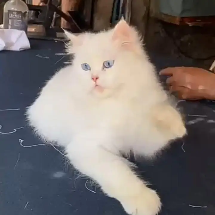 female cat  dark blue eyes — photo 3