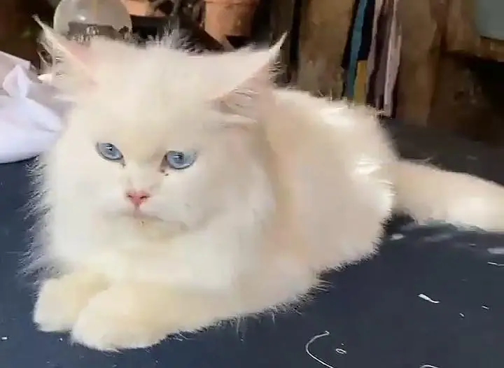 female cat  dark blue eyes — photo 4