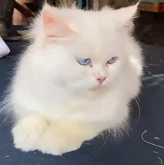 female cat  dark blue eyes — photo 5