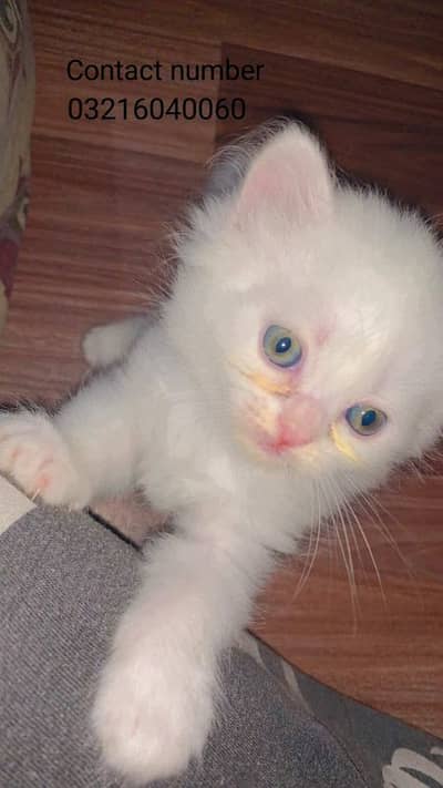 white Persian kitten grey eyes