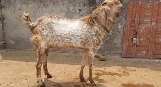 bakra