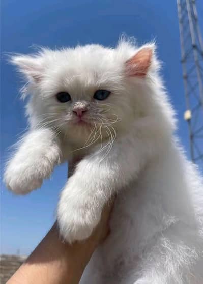 Persian Kitten for sale
