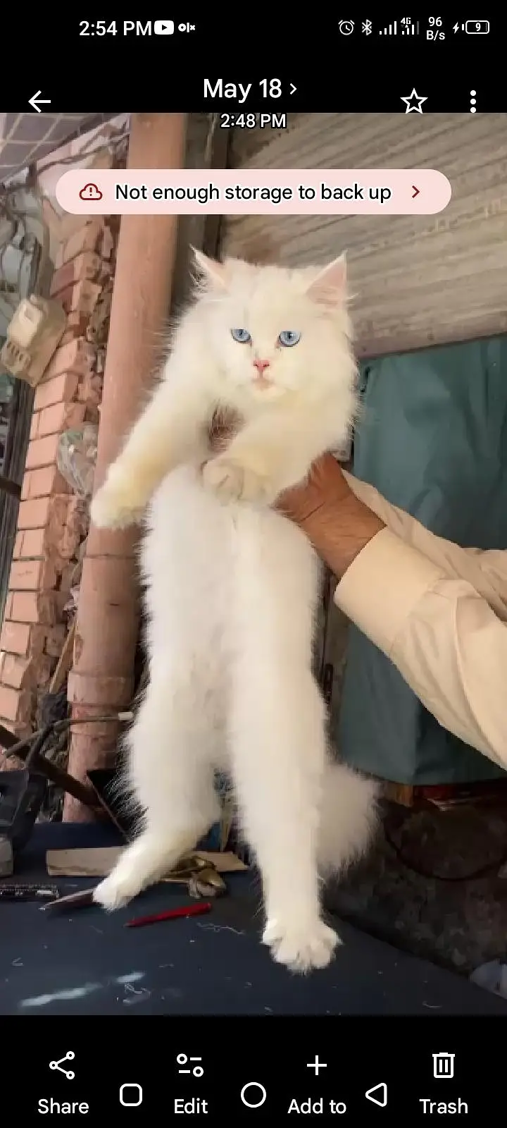female cat  dark blue eyes — photo 6